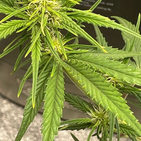 Banana Purple Punch Auto growlog photo: Day 34