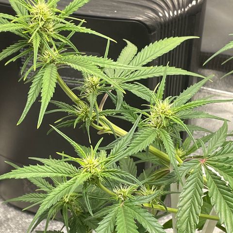 Banana Purple Punch Auto growlog photo: Day 34