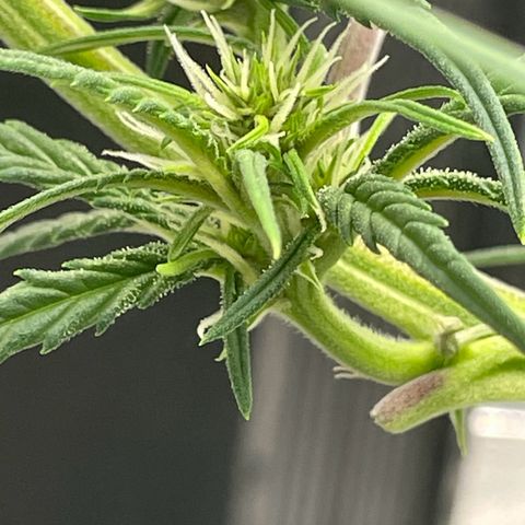 Banana Purple Punch Auto growlog photo: Day 34