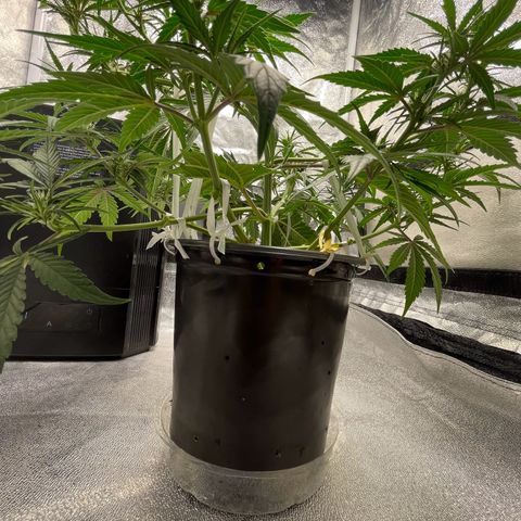 Banana Purple Punch Auto growlog photo: Day 34