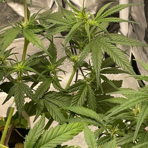 Banana Purple Punch Auto growlog photo: Day 34