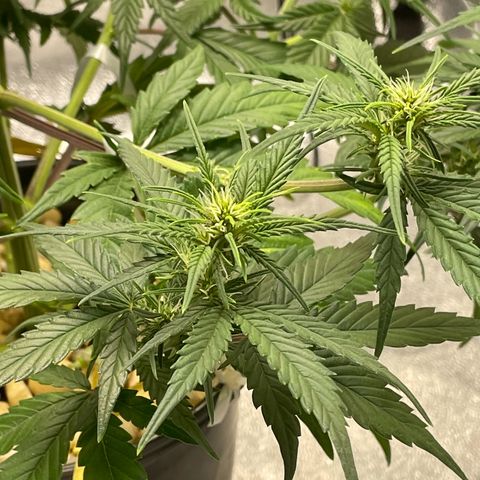 Banana Purple Punch Auto growlog photo: Day 34