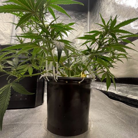 Banana Purple Punch Auto growlog photo: Day 34
