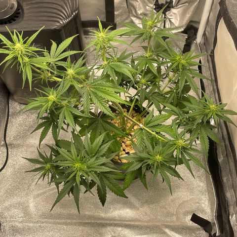 Banana Purple Punch Auto growlog photo: Day 35