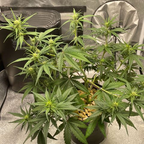 Banana Purple Punch Auto growlog photo: Day 34