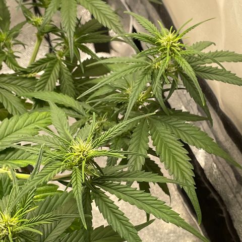 Banana Purple Punch Auto growlog photo: Day 34