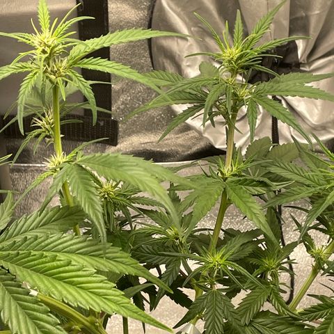 Banana Purple Punch Auto growlog photo: Day 34