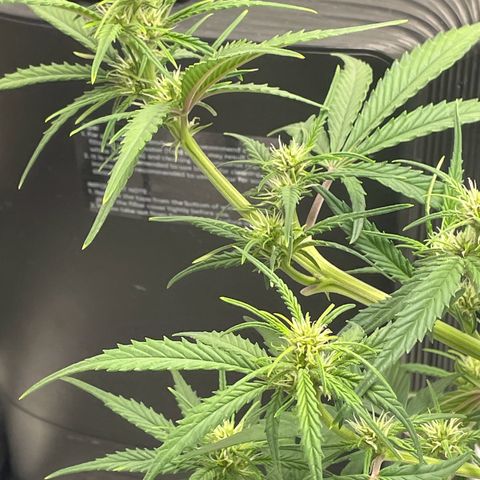 Banana Purple Punch Auto growlog timeline photo