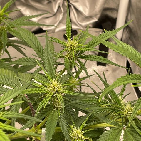 Banana Purple Punch Auto growlog timeline photo