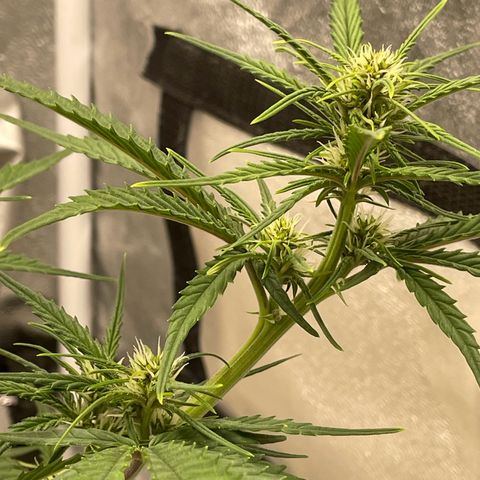 Banana Purple Punch Auto growlog timeline photo