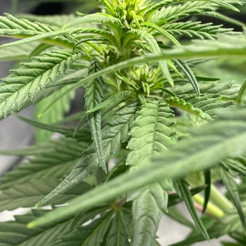 Banana Purple Punch Auto growlog timeline photo