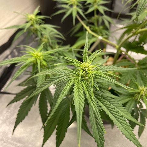 Banana Purple Punch Auto growlog timeline photo