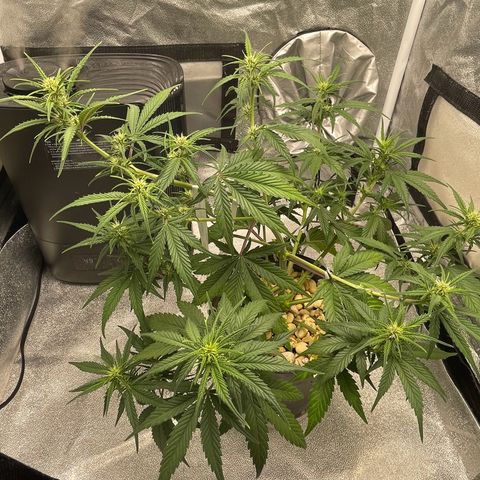 Banana Purple Punch Auto growlog timeline photo