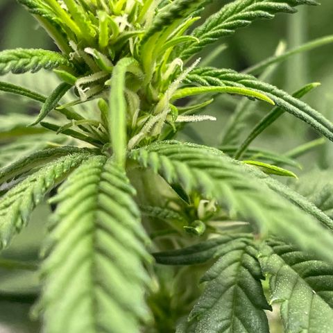 Banana Purple Punch Auto growlog timeline photo