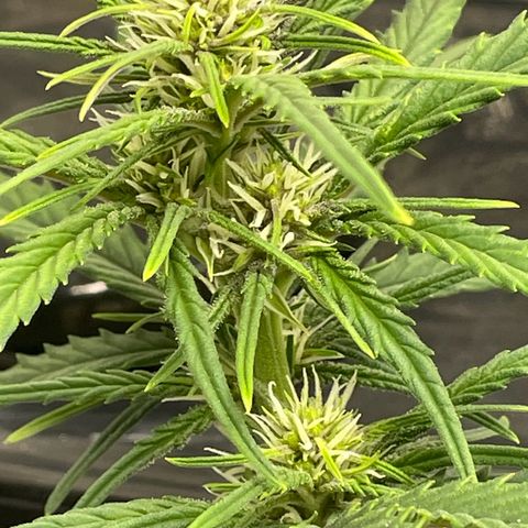 Banana Purple Punch Auto growlog photo: Watered ph 6.5-7