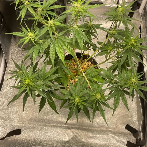 Banana Purple Punch Auto growlog photo: Watered ph 6.5-7