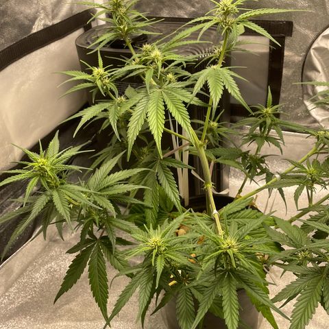 Banana Purple Punch Auto growlog photo: Watered ph 6.5-7