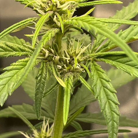 Banana Purple Punch Auto growlog photo: Watered ph 6.5-7