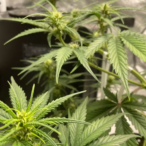 Banana Purple Punch Auto growlog photo: Watered ph 6.5-7