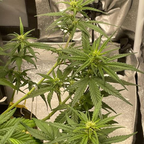 Banana Purple Punch Auto growlog photo: Watered ph 6.5-7