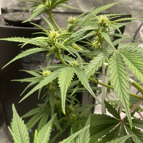 Banana Purple Punch Auto growlog photo: Watered ph 6.5-7