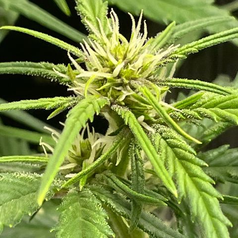 Banana Purple Punch Auto growlog photo: Watered ph 6.5-7
