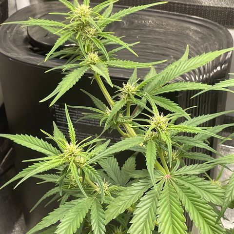 Banana Purple Punch Auto growlog photo: Watered ph 6.5-7