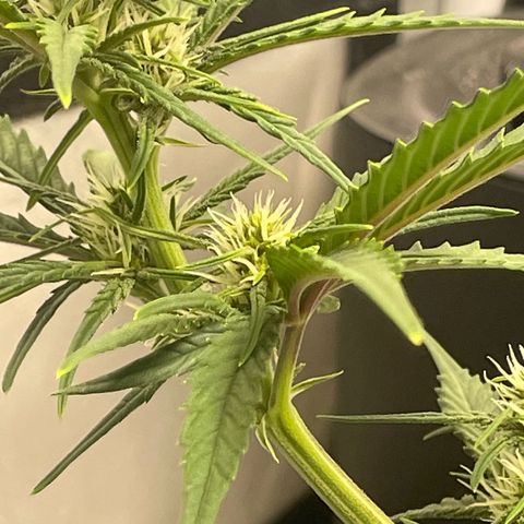 Banana Purple Punch Auto growlog timeline photo