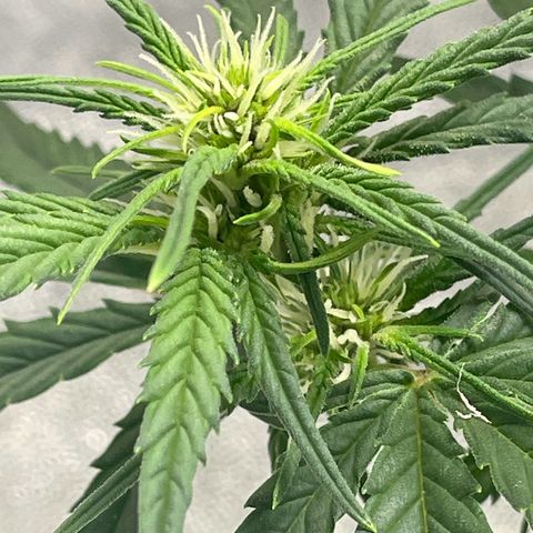 Banana Purple Punch Auto growlog timeline photo