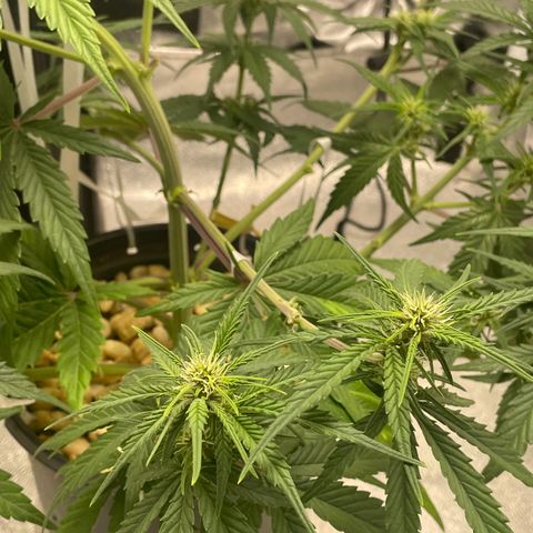 Banana Purple Punch Auto growlog timeline photo