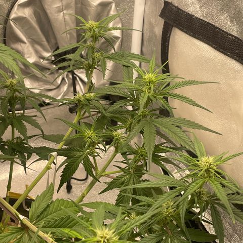Banana Purple Punch Auto growlog timeline photo