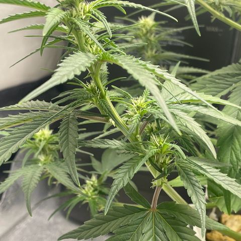 Banana Purple Punch Auto growlog timeline photo