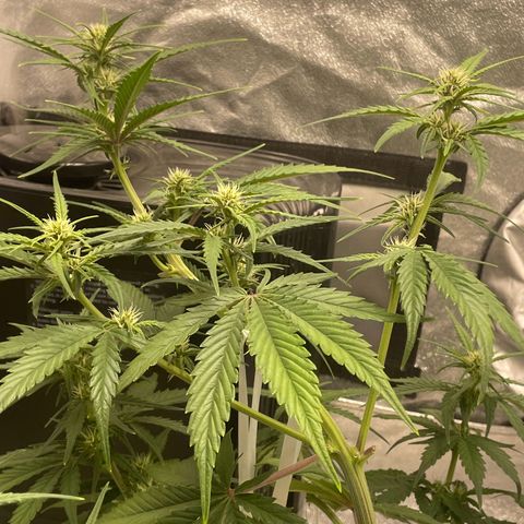 Banana Purple Punch Auto growlog timeline photo