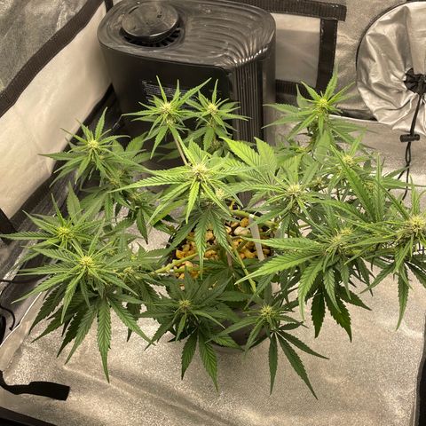Banana Purple Punch Auto growlog timeline photo