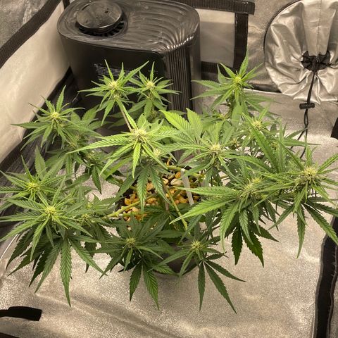 Banana Purple Punch Auto growlog timeline photo