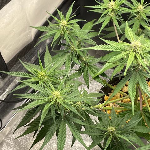 Banana Purple Punch Auto growlog timeline photo