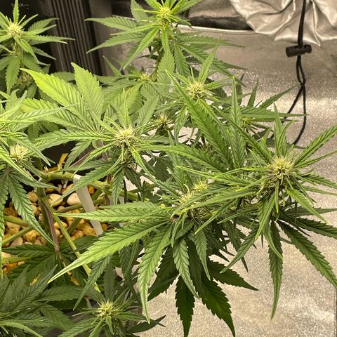 Banana Purple Punch Auto growlog timeline photo