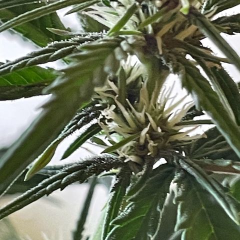 Banana Purple Punch Auto growlog timeline photo