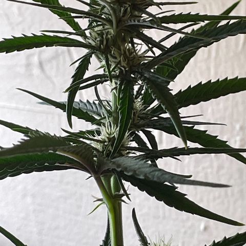 Banana Purple Punch Auto growlog timeline photo