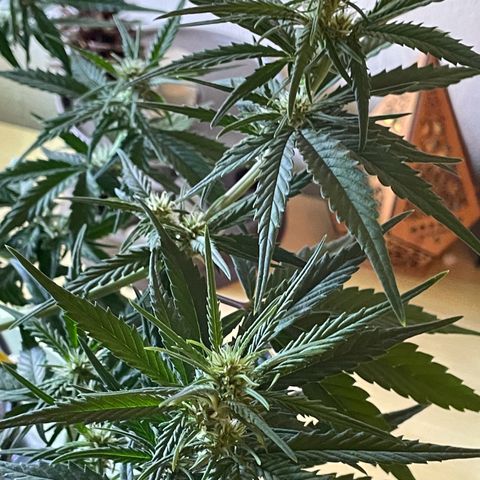 Banana Purple Punch Auto growlog timeline photo