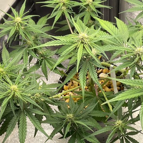 Banana Purple Punch Auto growlog timeline photo