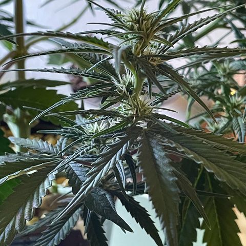 Banana Purple Punch Auto growlog photo: Molasses 1quart feed
