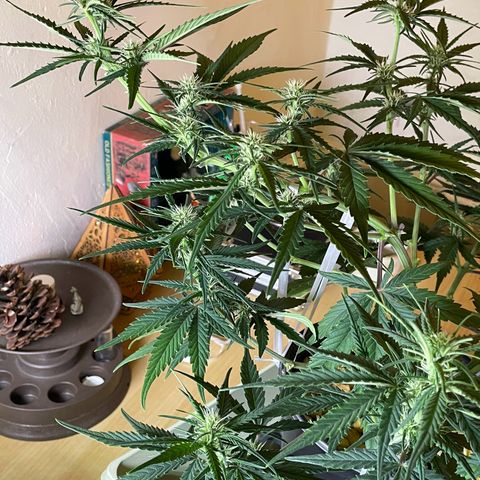 Banana Purple Punch Auto growlog photo: Molasses 1quart feed