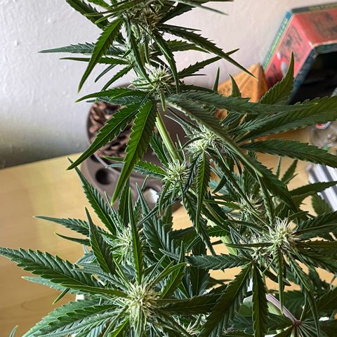 Banana Purple Punch Auto growlog photo: Molasses 1quart feed