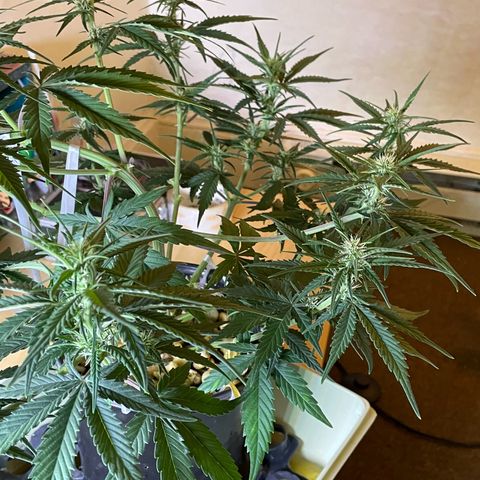 Banana Purple Punch Auto growlog photo: Molasses 1quart feed