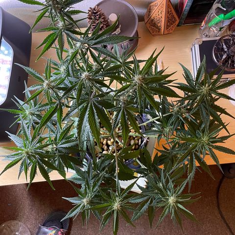 Banana Purple Punch Auto growlog photo: Molasses 1quart feed