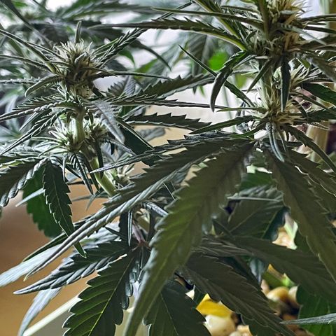 Banana Purple Punch Auto growlog photo: Molasses 1quart feed