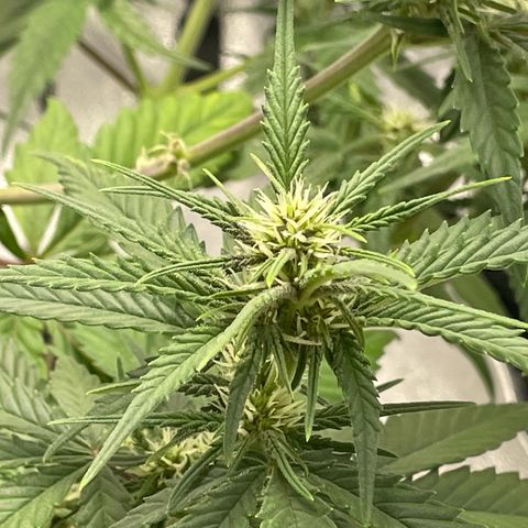 Banana Purple Punch Auto growlog timeline photo