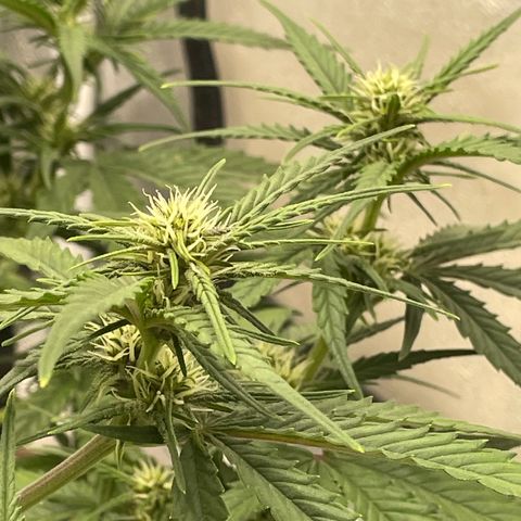 Banana Purple Punch Auto growlog timeline photo