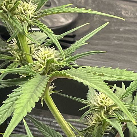 Banana Purple Punch Auto growlog timeline photo